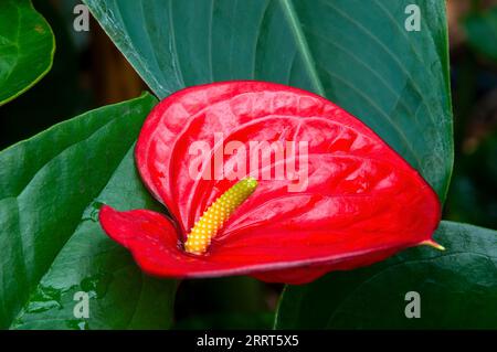 Sydney Australien, roter Blütenkopf einer Anthurium andraeanum- oder Flamingoblume Stockfoto