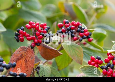 Die Frucht Viburnum lantana. Ist zuerst ein Grün, wird rot, dann schließlich schwarz, ein Wegfahrer oder Wegfahrbaum ist eine Art Viburnum. Stockfoto