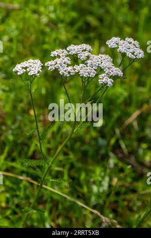 Achillea millefolium, allgemein als Schafgarbe oder Schafgarbe bekannt, ist eine blühende Pflanze aus der Familie der Asteraceae. Stockfoto