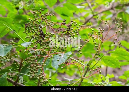 Holunderbeeren, unreife Früchte nach Regen im Garten anbauen. Stockfoto