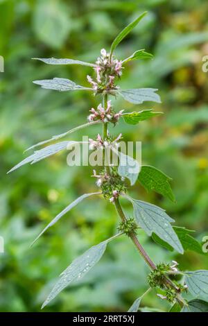 Leonurus cardiaca, auch bekannt als Mutterkraut. Andere gebräuchliche Namen sind Wurfmaische, Löwenohr und Löwenschwanz. Heilpflanze. Wächst in der Natur. Stockfoto