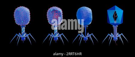 Bakteriophage T4-Struktur, Illustration Stockfoto
