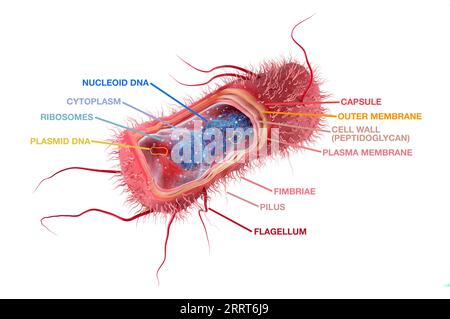 Escherichia coli-Anatomie, Illustration Stockfoto