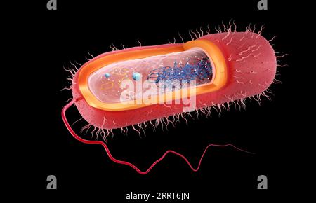 Stabförmiges gramnegatives Bakterium, Illustration Stockfoto