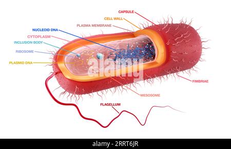 Stabförmiges gramnegatives Bakterium, Illustration Stockfoto