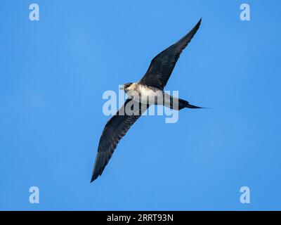 Langschwanz-Skua oder Langschwanz-jaeger (Stercorarius longicaudus), auf See vor St. Mary's, Isles of Scilly, Cornwall, England, Vereinigtes Königreich Stockfoto