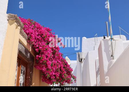 Romantische Allee mit Bougainvillea im kleinen Dorf Emporio auf Santorini - Griechenland Stockfoto