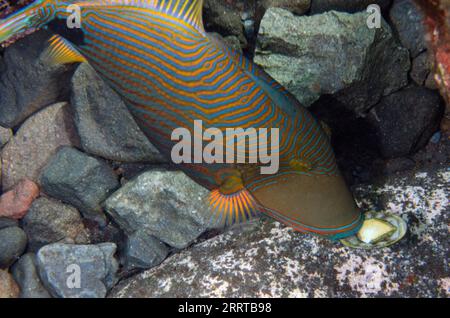 Orange-gesäumte Triggerfische, Balistapus undulatus, essen Chiton, Chitonidae Familie, Wrack Dropoff Tauchplatz, Tulamben, Karangasem Regency, Bali, Indone Stockfoto