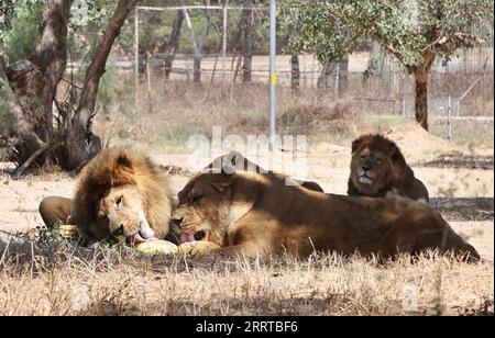 230713 -- JERUSALEM, 13. Juli 2023 -- Lions essen während der Hitzewelle in Ramat Gan am 13. Juli 2023 Tiefkühlkost in Israels Safari Zoo. Foto von /Xinhua ISRAEL-RAMAT GAN-HEAT WAVE-ZOO GilxCohenxMagen PUBLICATIONxNOTxINxCHN Stockfoto