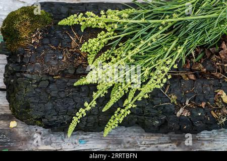 Reseda lutea, die gelbe Mignonette oder wilde Mignonette Stockfoto