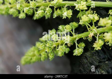 Reseda lutea, die gelbe Mignonette oder wilde Mignonette Stockfoto