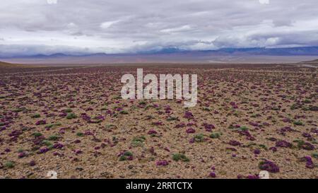 230717 -- ALTUN BERGE, 17. Juli 2023 -- dieses Luftbild vom 11. Juli 2023 zeigt trockenheitsresistente Pflanzen im Altun Mountains National Nature Reserve in der autonomen Region Xinjiang Uygur im Nordwesten Chinas. Mit einer durchschnittlichen Höhe von 4.580 Metern erstreckt sich das Altun Mountains National Nature Reserve über eine Gesamtfläche von 45.000 Quadratkilometern und ist ein Vertreter des Ökosystems der Plateauwüste in China. Wang Peng SKYEYECHINA-XINJIANG-ALTUN BERGE-NATURSCHUTZGEBIET CN HuxHuhu PUBLICATIONxNOTxINxCHN Stockfoto