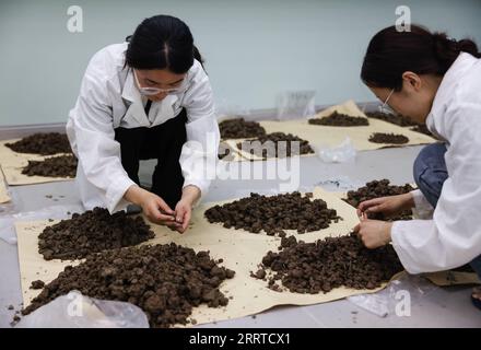 230717 -- ZHONGXIAN, 17. Juli 2023 -- Forscher des Institute of Mountain Hazards and Environment unter der Chinesischen Akademie der Wissenschaften CAS verarbeiten Bodenproben an einer Forschungsstation im Zhongxian County, südwestchinesisches Chongqing, 5. Juli 2023. Die Region des Three Gorges Reservoir, die Heimat des größten Wasserkraftprojekts der Welt, erstreckt sich über etwa 10.000 Quadratkilometer entlang des Yangtze River, Chinas längster Wasserstraße. Die saisonalen Lücken in den Wasserständen des Stausees haben zu einer Wasserstandsschwankungszone geführt, die 349 Quadratkilometer entlang des Yangtze-Flusses umfasst. Die Zone leidet unter Umweltproblemen Stockfoto