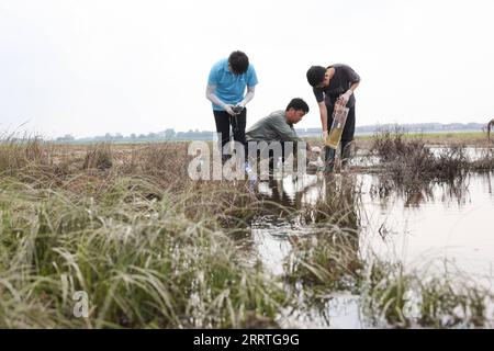 230724 -- YUEYANG, 24. Juli 2023 -- Mitglieder der Dongting Lake Station for Wetland Ecosystem Research unter dem CAS sammeln Wasserproben und testen die Wasserqualität im östlichen Dongting Lake Nature Reserve, Provinz Hunan in Zentralchina, 9. Juli 2023. Xie Yonghong ist Leiter der Dongting Lake Station for Wetland Ecosystem Research unter der Chinesischen Akademie der Wissenschaften CAS. Forscher führen Studien über das Ökosystem des Dongting Lake-Feuchtgebietes in dieser Station durch, die 2009 gegründet wurde. Xie Yonghong spielte seit seiner Vorbereitung eine wichtige Rolle bei der Errichtung dieser Station Stockfoto