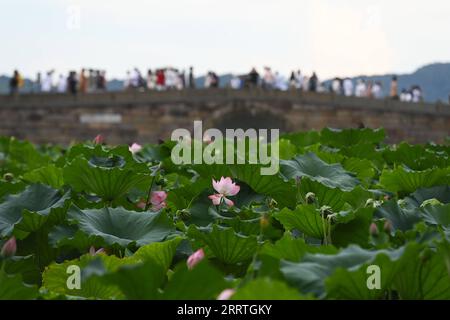 230725 -- HANGZHOU, 25. Juli 2023 -- Touristen genießen Lotusblumen in der malerischen Gegend des Westsees in Hangzhou, der Hauptstadt der ostchinesischen Provinz Zhejiang, 25. Juli 2023. Im Sommer sind die blühenden Lotusblüten ein absolutes muss für Besucher des Westsees von Hangzhou. ZhejiangPictorialCHINA-ZHEJIANG-HANGZHOU-WEST LAKE-TOURISM CN HuangxZongzhi PUBLICATIONxNOTxINxCHN Stockfoto