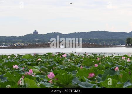 230725 -- HANGZHOU, 25. Juli 2023 -- Touristen genießen Lotusblumen in der malerischen Gegend des Westsees in Hangzhou, der Hauptstadt der ostchinesischen Provinz Zhejiang, 25. Juli 2023. Im Sommer sind die blühenden Lotusblüten ein absolutes muss für Besucher des Westsees von Hangzhou. ZhejiangPictorialCHINA-ZHEJIANG-HANGZHOU-WEST LAKE-TOURISM CN HuangxZongzhi PUBLICATIONxNOTxINxCHN Stockfoto