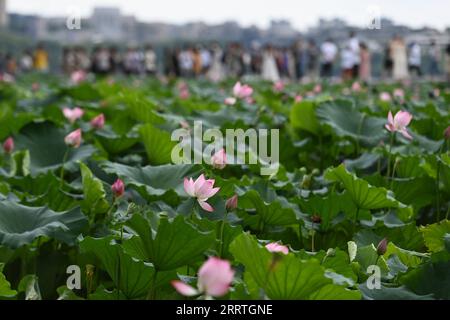 News Bilder des Tages 230725 -- HANGZHOU, 25. Juli 2023 -- Touristen genießen Lotusblumen in der malerischen Gegend des Westsees in Hangzhou, der Hauptstadt der ostchinesischen Provinz Zhejiang, 25. Juli 2023. Im Sommer sind die blühenden Lotusblüten ein absolutes muss für Besucher des Westsees von Hangzhou. ZhejiangPictorialCHINA-ZHEJIANG-HANGZHOU-WEST LAKE-TOURISM CN HuangxZongzhi PUBLICATIONxNOTxINxCHN Stockfoto