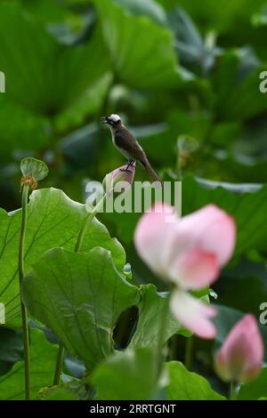 230725 -- HANGZHOU, 25. Juli 2023 -- Ein lichtdurchlässiges Bulbul ruht auf einer Lotusblume im malerischen Gebiet des Westsees in Hangzhou, der Hauptstadt der ostchinesischen Provinz Zhejiang, 25. Juni 2023. Im Sommer sind die blühenden Lotusblüten ein absolutes muss für Besucher des Westsees von Hangzhou. ZhejiangPictorialCHINA-ZHEJIANG-HANGZHOU-WEST LAKE-TOURISM CN HuangxZongzhi PUBLICATIONxNOTxINxCHN Stockfoto