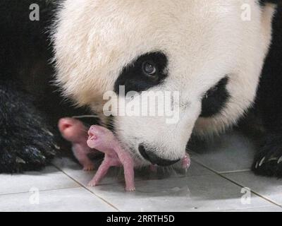 230711 -- SEOUL, 11. Juli 2023 -- Riesenpanda Ai Bao und seine Jungen sind in Yongin, Südkorea, 7. Juli 2023 abgebildet. Ai Bao, ein riesiger Panda, der vor sieben Jahren von China an Südkorea vermietet wurde, brachte am 7. Juli Zwillingsjunge zur Welt. /Handout über Xinhua SÜDKOREAS RIESIGER PANDA-ZWILLINGE-GEBURT EverlandxResort PUBLICATIONxNOTxINxCHN Stockfoto