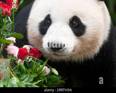 230711 -- SEOUL, 11. Juli 2023 -- dieses Foto zeigt den riesigen Panda Ai Bao in Yongin, Südkorea. Ai Bao, ein riesiger Panda, der vor sieben Jahren von China an Südkorea vermietet wurde, brachte am 7. Juli Zwillingsjunge zur Welt. /Handout über Xinhua SÜDKOREAS RIESIGER PANDA-ZWILLINGE-GEBURT EverlandxResort PUBLICATIONxNOTxINxCHN Stockfoto