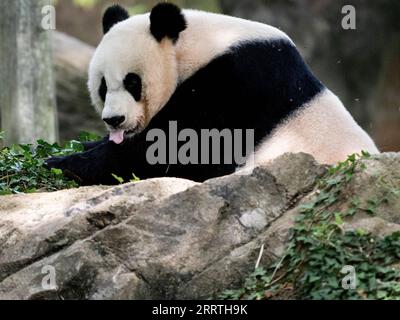 230723 -- WASHINGTON, D.C., 23. Juli 2023 -- Giant Panda Mei Xiang wird am 22. Juli 2023 im Smithsonian's National Zoo in Washington, D.C., USA, gesehen. Die Riesenpanda Mei Xiang feierte hier am Samstag ihren 25. Geburtstag. Der Zoo organisierte eine besondere Party, um den Anlass mit ihren Fans zu feiern. US-WASHINGTON, D.C.-RIESE PANDA MEI XIANG-GEBURTSTAG LIUXJIE PUBLICATIONXNOTXINXCHN Stockfoto