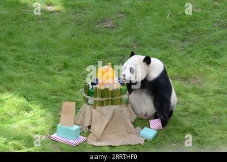 230727 -- DOHA, 27. Juli 2023 -- Giant Panda Si Hai genießt ihren Geburtstagskuchen im Qatar Panda House in Al Khor City, Katar, am 26. Juli 2023. Am Mittwoch fand im Al Khor Park von Katar, wo sich der erste Pandapark im Nahen Osten befindet, eine herzerwärmende Zeremonie statt, um den vierten Geburtstag von Si Hai zu feiern, einem weiblichen Riesenpandagan. ZUM Spielfilm: Riesen PANDA Si Hai feiert 4. Geburtstag in KATAR KATAR-DOHA-RIESE PANDA-SI HAI-GEBURTSTAG WangxQiang PUBLICATIONxNOTxINxCHN Stockfoto