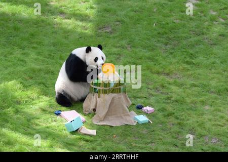 230727 -- DOHA, 27. Juli 2023 -- Giant Panda Si Hai genießt ihren Geburtstagskuchen im Qatar Panda House in Al Khor City, Katar, am 26. Juli 2023. Am Mittwoch fand im Al Khor Park von Katar, wo sich der erste Pandapark im Nahen Osten befindet, eine herzerwärmende Zeremonie statt, um den vierten Geburtstag von Si Hai zu feiern, einem weiblichen Riesenpandagan. ZUM Spielfilm: Riesen PANDA Si Hai feiert 4. Geburtstag in KATAR KATAR-DOHA-RIESE PANDA-SI HAI-GEBURTSTAG WangxQiang PUBLICATIONxNOTxINxCHN Stockfoto