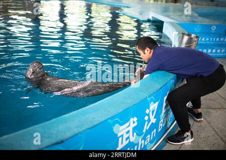 230727 -- WUHAN, 27. Juli 2023 -- Trainer Wang Chaoqun trainiert einen Yangtze-Schweinswal im Baiji Dolphin House unter dem Institut für Hydrobiologie der Chinesischen Akademie der Wissenschaften in Wuhan, Provinz Hubei, 12. Juli 2023. Drei Generationen von Forschern am Institut für Hydrobiologie, der Chinesischen Akademie der Wissenschaften CAS, haben Jahrzehnte damit verbracht, gefährdete Arten zu retten und zu pflegen - den Baiji-Delfin und den Yangtze-Schweinswal. Letzterer wird als lächelnder Engel des Yangtze-Flusses bezeichnet, da seine leicht gelockten Lippen denen eines lächelnden Menschen ähneln. Baiji-Delfin Qi Qi Stockfoto