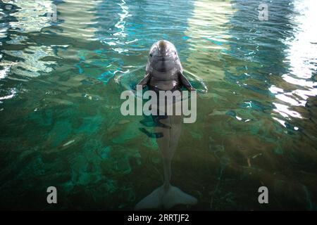 230727 -- WUHAN, 27. Juli 2023 -- der Yangtze-Schweinswal Tao Tao schwimmt im Baiji Dolphin House unter dem Institut für Hydrobiologie, der Chinesischen Akademie der Wissenschaften CAS in Wuhan, Provinz Hubei in Zentralchina, 5. Juli 2023. Drei Generationen von Forschern am Institut für Hydrobiologie, der Chinesischen Akademie der Wissenschaften CAS, haben Jahrzehnte damit verbracht, gefährdete Arten zu retten und zu pflegen - den Baiji-Delfin und den Yangtze-Schweinswal. Letzterer wird als lächelnder Engel des Yangtze-Flusses bezeichnet, da seine leicht gelockten Lippen denen eines lächelnden Menschen ähneln. Der Baiji-Delfin Qi verstarb Stockfoto