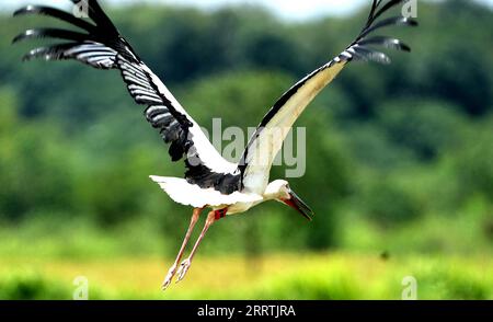 230728 -- NANCHANG, 28. Juli 2023 -- Ein geheilter orientalischer Weißstorch, Der vom Wildlife Rescue and Breeding Center der Provinz Jiangxi gerettet wurde, fliegt am 20. Juli 2023 auf das Feld im Jinxian County in der ostchinesischen Provinz Jiangxi. Mitarbeiter, die sich aus Rettungskräften, Ärzten, Streifenpolizisten und Polizeibeamten in der Schutzstation des Nationalreservats Poyang Lake und dem Wildlife Rescue and Breeding Center der Provinz Jiangxi zusammensetzen, retten verletzte Zugvögel und helfen ihnen, in die Wildnis zurückzukehren. CHINA-JIANGXI-POYANG SEE-ZUGVOGELSCHUTZ CN WANXXIANG PUBLICATIONXNOTXINXCHN Stockfoto