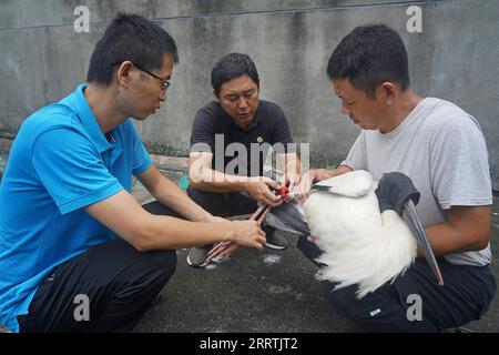 230728 -- NANCHANG, 28. Juli 2023 -- Mitarbeiter stellten einen GPS-Tracker auf einen orientalischen Weißstorch, der im Begriff war, im Wildlife Rescue and Breeding Center der Provinz Jiangxi in Nanchang, der ostchinesischen Provinz Jiangxi, am 20. Juli 2023 veröffentlicht zu werden. Mitarbeiter, die sich aus Rettungskräften, Ärzten, Streifenpolizisten und Polizeibeamten in der Schutzstation des Nationalreservats Poyang Lake und dem Wildlife Rescue and Breeding Center der Provinz Jiangxi zusammensetzen, retten verletzte Zugvögel und helfen ihnen, in die Wildnis zurückzukehren. CHINA-JIANGXI-POYANG SEE-ZUGVOGELSCHUTZ CN WANXXIANG PUBLICATIONXNOTX Stockfoto