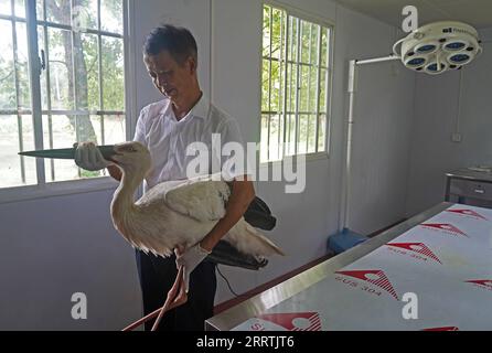 230728 -- NANCHANG, 28. Juli 2023 -- Ein Mitarbeiter trägt einen orientalischen Weißstorch in einer Schutzstation des Poyang Lake National Nature Reserve im Yongxiu County, Provinz Jiangxi in Ostchina, 15. Juli 2023. Mitarbeiter, die sich aus Rettungskräften, Ärzten, Streifenpolizisten und Polizeibeamten in der Schutzstation des Nationalreservats Poyang Lake und dem Wildlife Rescue and Breeding Center der Provinz Jiangxi zusammensetzen, retten verletzte Zugvögel und helfen ihnen, in die Wildnis zurückzukehren. CHINA-JIANGXI-POYANG SEE-ZUGVOGELSCHUTZ CN WANXXIANG PUBLICATIONXNOTXINXCHN Stockfoto