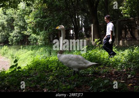 230728 -- NANCHANG, 28. Juli 2023 -- Ein Mitarbeiter beobachtet einen Schwan in einer Schutzstation des Poyang Lake National Nature Reserve im Yongxiu County, ostchinesische Provinz Jiangxi, 15. Juli 2023. Mitarbeiter, die sich aus Rettungskräften, Ärzten, Streifenpolizisten und Polizeibeamten in der Schutzstation des Nationalreservats Poyang Lake und dem Wildlife Rescue and Breeding Center der Provinz Jiangxi zusammensetzen, retten verletzte Zugvögel und helfen ihnen, in die Wildnis zurückzukehren. CHINA-JIANGXI-POYANG SEE-ZUGVOGELSCHUTZ CN JINXLIWANG PUBLICATIONXNOTXINXCHN Stockfoto