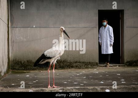 230728 -- NANCHANG, 28. Juli 2023 -- Ein Mitarbeiter betrachtet einen orientalischen Weißstorch im Wildlife Rescue and Breeding Center der Provinz Jiangxi in Nanchang, ostchinesische Provinz Jiangxi, 16. Juli 2023. Mitarbeiter, die sich aus Rettungskräften, Ärzten, Streifenpolizisten und Polizeibeamten in der Schutzstation des Nationalreservats Poyang Lake und dem Wildlife Rescue and Breeding Center der Provinz Jiangxi zusammensetzen, retten verletzte Zugvögel und helfen ihnen, in die Wildnis zurückzukehren. CHINA-JIANGXI-POYANG SEE-ZUGVOGELSCHUTZ CN WANGXYIJIE PUBLICATIONXNOTXINXCHN Stockfoto