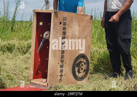 230728 -- NANCHANG, 28. Juli 2023 -- Ein geheilter orientalischer Weißstorch, Der vom Wildlife Rescue and Breeding Center der Provinz Jiangxi gerettet wurde, wird am 20. Juli 2023 im Jinxian County in der ostchinesischen Provinz Jiangxi in die Wildnis entlassen. Mitarbeiter, die sich aus Rettungskräften, Ärzten, Streifenpolizisten und Polizeibeamten in der Schutzstation des Nationalreservats Poyang Lake und dem Wildlife Rescue and Breeding Center der Provinz Jiangxi zusammensetzen, retten verletzte Zugvögel und helfen ihnen, in die Wildnis zurückzukehren. CHINA-JIANGXI-POYANG SEE-ZUGVOGELSCHUTZ CN WANXXIANG PUBLICATIONXNOTXINXCHN Stockfoto