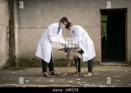 230728 -- NANCHANG, 28. Juli 2023 -- Mitarbeiter untersucht die Verletzungen eines orientalischen Weißstorchs im Wildlife Rescue and Breeding Center der Provinz Jiangxi in Nanchang, ostchinesische Provinz Jiangxi, 16. Juli 2023. Mitarbeiter, die sich aus Rettungskräften, Ärzten, Streifenpolizisten und Polizeibeamten in der Schutzstation des Nationalreservats Poyang Lake und dem Wildlife Rescue and Breeding Center der Provinz Jiangxi zusammensetzen, retten verletzte Zugvögel und helfen ihnen, in die Wildnis zurückzukehren. CHINA-JIANGXI-POYANG SEE-ZUGVOGELSCHUTZ CN WANGXYIJIE PUBLICATIONXNOTXINXCHN Stockfoto