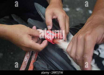 230728 -- NANCHANG, 28. Juli 2023 -- Mitarbeiter stellten einen GPS-Tracker auf einen orientalischen Weißstorch, der im Begriff war, im Wildlife Rescue and Breeding Center der Provinz Jiangxi in Nanchang, der ostchinesischen Provinz Jiangxi, am 20. Juli 2023 veröffentlicht zu werden. Mitarbeiter, die sich aus Rettungskräften, Ärzten, Streifenpolizisten und Polizeibeamten in der Schutzstation des Nationalreservats Poyang Lake und dem Wildlife Rescue and Breeding Center der Provinz Jiangxi zusammensetzen, retten verletzte Zugvögel und helfen ihnen, in die Wildnis zurückzukehren. CHINA-JIANGXI-POYANG SEE-ZUGVOGELSCHUTZ CN WANXXIANG PUBLICATIONXNOTX Stockfoto