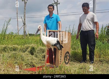 230728 -- NANCHANG, 28. Juli 2023 -- Ein geheilter orientalischer Weißstorch, Der vom Wildlife Rescue and Breeding Center der Provinz Jiangxi gerettet wurde, wird am 20. Juli 2023 im Jinxian County in der ostchinesischen Provinz Jiangxi in die Wildnis entlassen. Mitarbeiter, die sich aus Rettungskräften, Ärzten, Streifenpolizisten und Polizeibeamten in der Schutzstation des Nationalreservats Poyang Lake und dem Wildlife Rescue and Breeding Center der Provinz Jiangxi zusammensetzen, retten verletzte Zugvögel und helfen ihnen, in die Wildnis zurückzukehren. CHINA-JIANGXI-POYANG SEE-ZUGVOGELSCHUTZ CN WANXXIANG PUBLICATIONXNOTXINXCHN Stockfoto