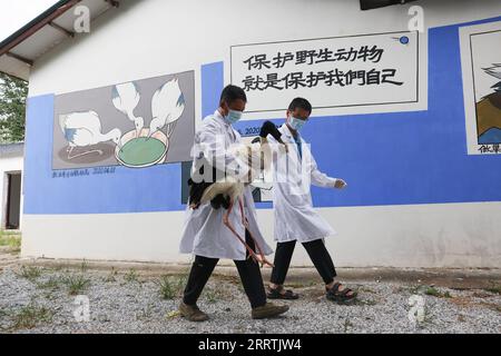 230728 -- NANCHANG, 28. Juli 2023 -- Mitarbeiter tragen einen orientalischen Weißstorch, nachdem sie dessen Zustand im Wildlife Rescue and Breeding Center der Provinz Jiangxi in Nanchang, ostchinesische Provinz Jiangxi, am 16. Juli 2023 überprüft haben. Mitarbeiter, die sich aus Rettungskräften, Ärzten, Streifenpolizisten und Polizeibeamten in der Schutzstation des Nationalreservats Poyang Lake und dem Wildlife Rescue and Breeding Center der Provinz Jiangxi zusammensetzen, retten verletzte Zugvögel und helfen ihnen, in die Wildnis zurückzukehren. CHINA-JIANGXI-POYANG SEE-ZUGVOGELSCHUTZ CN JINXLIWANG PUBLICATIONXNOTXINXCHN Stockfoto