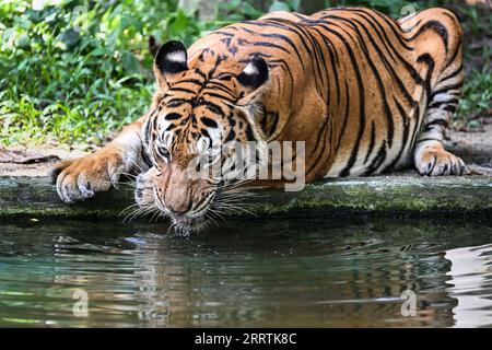 230729 -- KUALA LUMPUR, 29. Juli 2023 -- Ein malayischer Tiger trinkt Wasser im Zoo Negara bei Kuala Lumpur, Malaysia, 23. Juli 2023. Der Internationale Tigertag findet jedes Jahr am 29. Juli statt. MALAYSIA-KUALA LUMPUR-INT L TIGER DAY-MALAYAN TIGERS CHENGXYIHENG PUBLICATIONXNOTXINXCHN Stockfoto