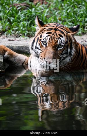 230729 -- KUALA LUMPUR, 29. Juli 2023 -- Ein malaysischer Tiger ruht in einem Teich im Zoo Negara bei Kuala Lumpur, Malaysia, 23. Juli 2023. Der Internationale Tigertag findet jedes Jahr am 29. Juli statt. MALAYSIA-KUALA LUMPUR-INT L TIGER DAY-MALAYAN TIGERS CHENGXYIHENG PUBLICATIONXNOTXINXCHN Stockfoto