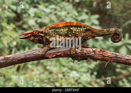 Wemers drei gehörnte Chamäleon oder Uluguru drei gehörnte Chamäleon - Trioceros werneri endemisch in Tansania auf einem Zweig in den Uluguru Mountains, Tansania Stockfoto