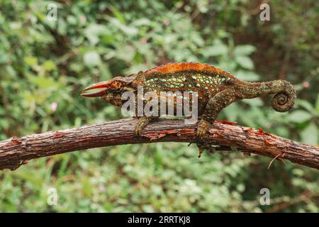 Wemers drei gehörnte Chamäleon oder Uluguru drei gehörnte Chamäleon - Trioceros werneri endemisch in Tansania auf einem Zweig in den Uluguru Mountains, Tansania Stockfoto