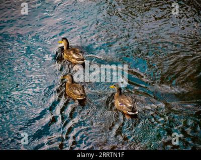 Eine Gruppe von drei Stockenten, die im Fluss schwimmen, europäische Vögel Stockfoto