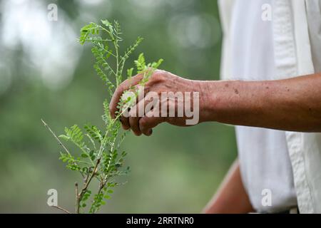 230803 -- TONGLIAO, 3. Aug. 2023 -- Bai Shun berührt ein Caragana-Werk in Bulteger Gacha, Horqin, linkes Flügel, hinteres Banner der Stadt Tongliao, Nordchina, Autonome Region Innere Mongolei, 2. Aug. 2023. Bulteger Gacha, ein kleines Dorf in Horqin im linken Flügel hinter dem Banner der Stadt Tongliao, befand sich im Zentrum des Horqin Sandy Landes und litt früher unter Wüstenbildung. Seit 2002 hat Bai Shun, ein ortsansässiger mongolischer Bauer, seine Familie dazu gebracht, sich in diesem Dorf zu verwurzeln und sich der Kontrolle der Wüstenbildung zu widmen. Die Überlebensrate der gepflanzten Bäume war zu Beginn aufgrund fehlender Erfahrung niedrig Stockfoto
