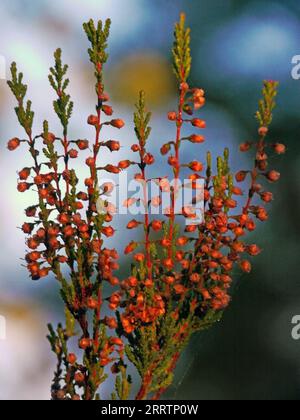 „Kynttelikkö“ / „Kronleuchter“ / „Candelabro“. Blühendes Heidekraut (Calluna vulgaris). Ritoniemenpää, Vehmersalmi, Kuopio, Finnland, 09.09.2023, 06:45 +03. Stockfoto