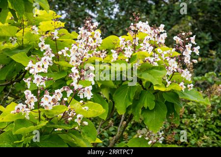 Blumen und große Blätter eines indischen Bohnenbaums, Catalpa bignonioides. Stockfoto