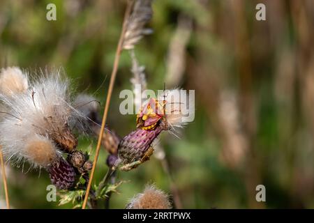 Eine Schildwanze (Carpocoris purpureipennis) auf einer Distelblüte. Stockfoto