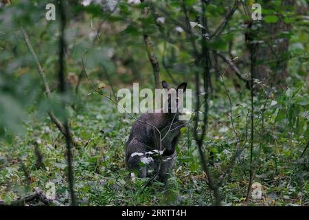 Australisches Rothalswallaby, das unter dem Baum inmitten des Waldes sitzt und sich ausruht. Bennetts Wallaby. Stockfoto