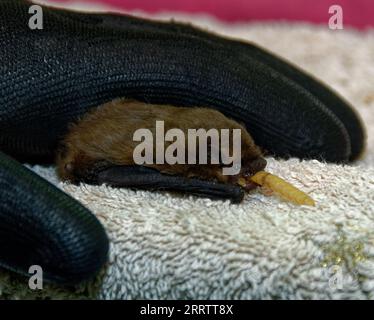 Pipistrelle Fledermaus (Pipistrellus pipipistrellus) juvenile, von Hand gefütterte Mehlwürmer. Stockfoto